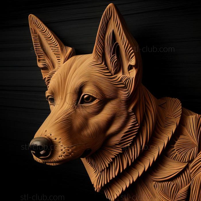 st Australian Kelpie dog